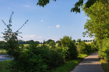 Güneşli bir günde sokağın yanındaki ağaçlar ve çalılar arasında boş bir yol. Bad Friedrichshall, Almanya 'da bir ülke.
