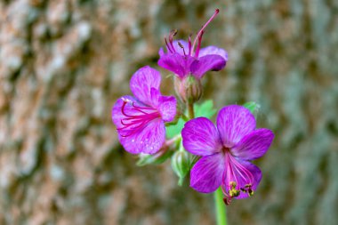 Mor bigroot sardunya çiçeği (geranium makro hizum) veya Bulgar sardunyası ve kaya turna gagası, doğal arka plana karşı yakın ve seçici bir odak noktası