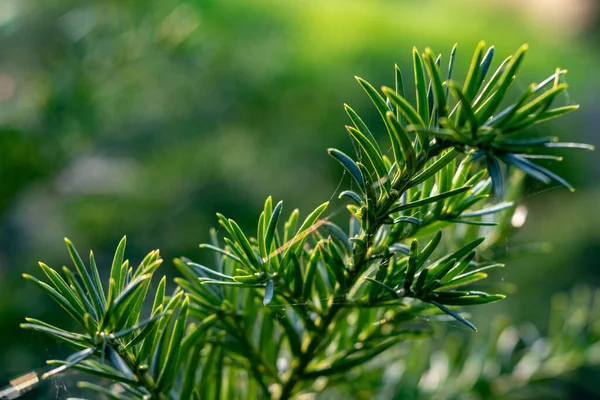 Agujas Pino Cerca Sobre Fondo Verde Con Espacio Para Texto — Foto de Stock