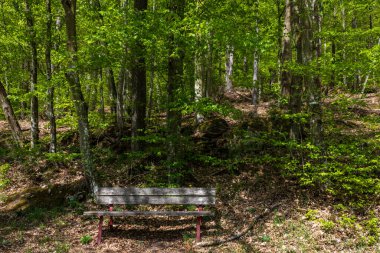 Yazın ormandaki bankta. Spessart, Bavyera, Almanya. Ormanda yürüyüp dinleniyorum..