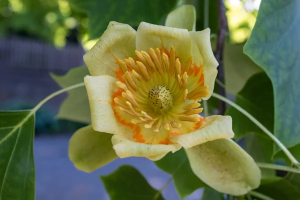 Virág Tulipánfa Liriodendron Tulipifera Vagy Tulipán Nyár Közelkép Felső Nézet — Stock Fotó