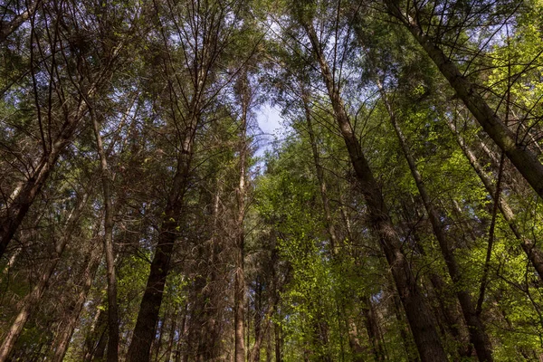 ドイツのWeilbachのSpessart森林の木の上を見上げて — ストック写真