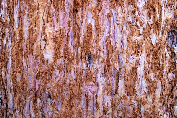 stock image Close up of  textured bark of redwood tree for background. Giant sequoia (Sequoiadendron), cutout