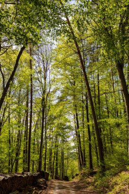 Spessart, Bavyera, Almanya 'da yaz mevsiminde ağaçların oluşturduğu patika. Güneşli bir günde ormanda yürüyüş yapmak.