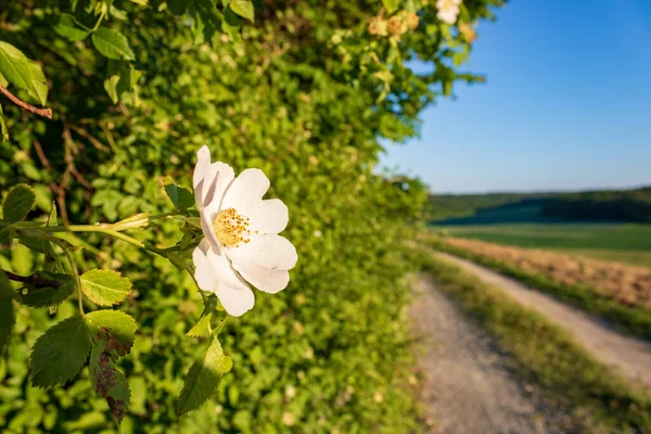 Fleur Blanche Rosa Canina Dans Paysage Rural Par Une Journée — Photo
