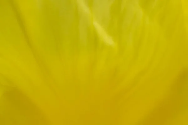 Sárga Fényes Virág Szirom Makró Háttér Teljes Keret — Stock Fotó