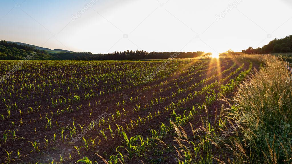 Scenic view of agricultural field with seedlings in a row at sunset in summer in Werbach, Germany