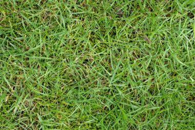 yeşil çimen dokusu arka plan, kapat ve tam çerçeve