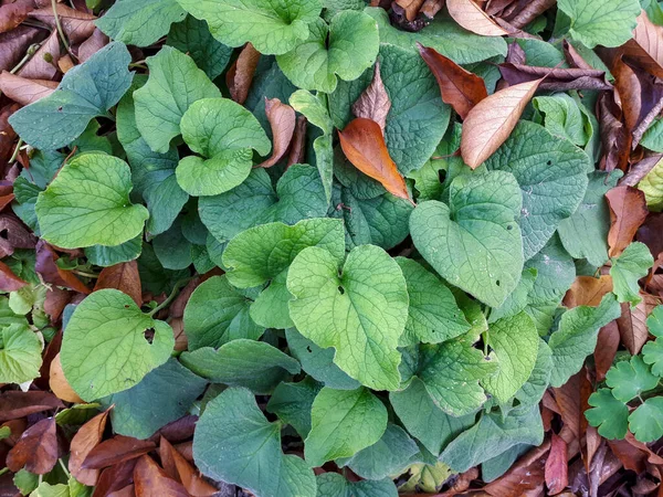 Primo Piano Della Pianta Brunnera Foglia Grande — Foto Stock