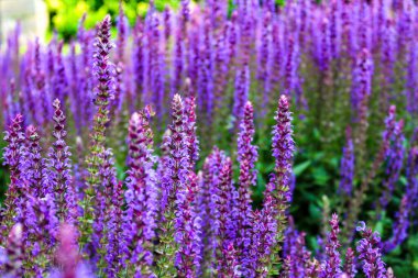 Adaçayı çiçekleri (Salvia pratensis) tarlası, kapatın ve tam çerçeve
