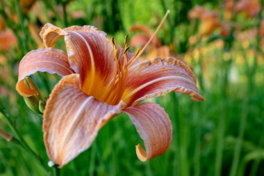 Tek portakallı zambak (Hemerocallis fulva) ayrıca kaplan zambağı olarak da adlandırılır.