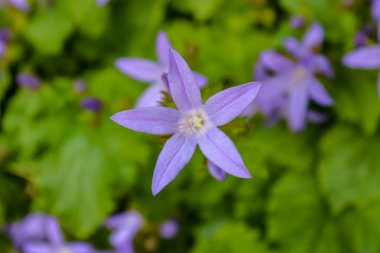 Beş taç yaprağı, makro ve üst manzaralı tek bir yıldız şeklindeki mor çan çiçeğini (Campanula poscharskyana) kapatın