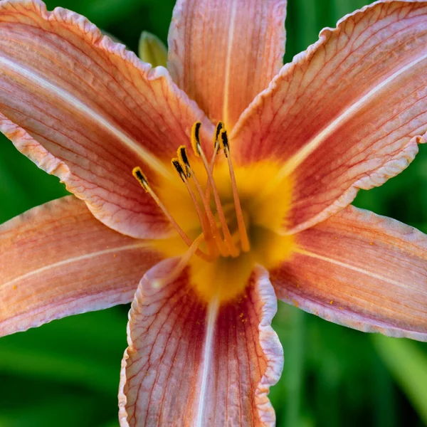 Orange day lily (Hemerocallis fulva) also ditch lily or tiger daylily in the green grass, close up detail, top view