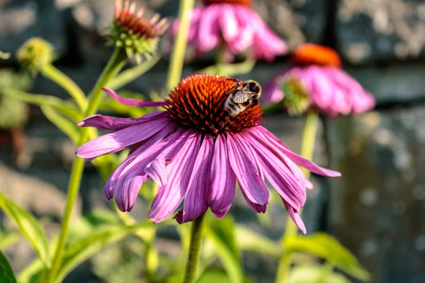 Pszczoła Miodna Stożku Fioletowym Echinacea Purpurea Zbliżenie — Zdjęcie stockowe