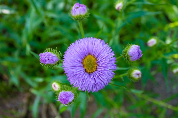 Purpurowy Aster Kwiat Kwiat Zielonym Tle Zbliżenie Selektywne Ostrości — Zdjęcie stockowe