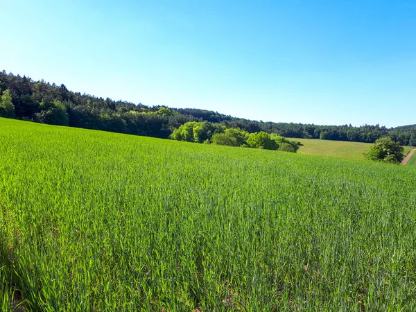 Almanya 'da fotokopi alanı olan taze yeşil alan ve mavi gökyüzünün güzel manzarası