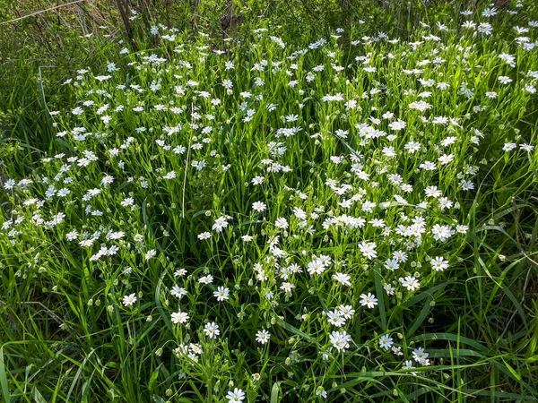 Belles Petites Fleurs Blanches Dans Les Champs — Photo