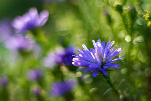 Flores Aster Púrpura Verano Primer Plano Enfoque Selectivo Sobre Fondo — Foto de Stock