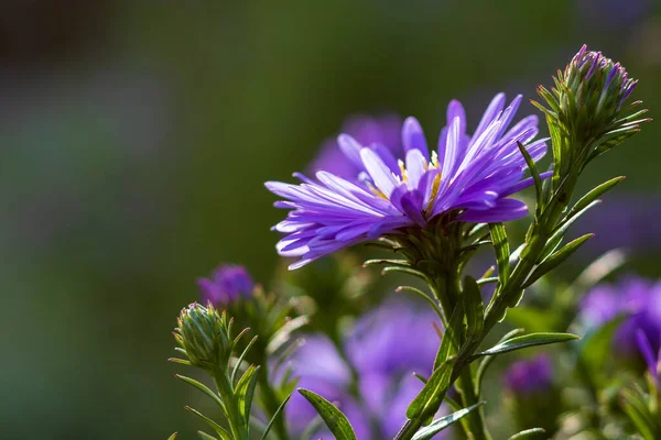 Fioletowy Aster Kwiat Polu Zbliżenie Selektywne Skupienie Zielonym Miękkim Tle — Zdjęcie stockowe