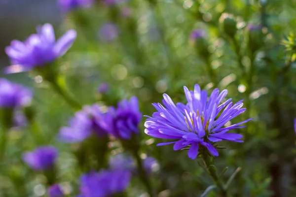 Purpurowe Aster Kwiaty Zielonej Łące Zbliżenie Selektywne Ostrości — Zdjęcie stockowe
