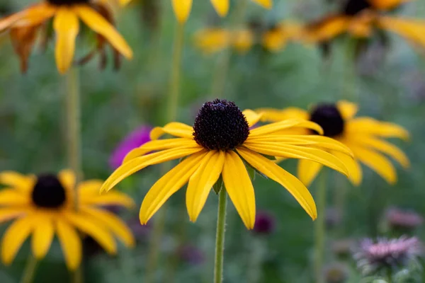 Желтый Цветок Rudbeckia Хвойный Черноглазый Сузан Крупный План Селективный Фокус — стоковое фото