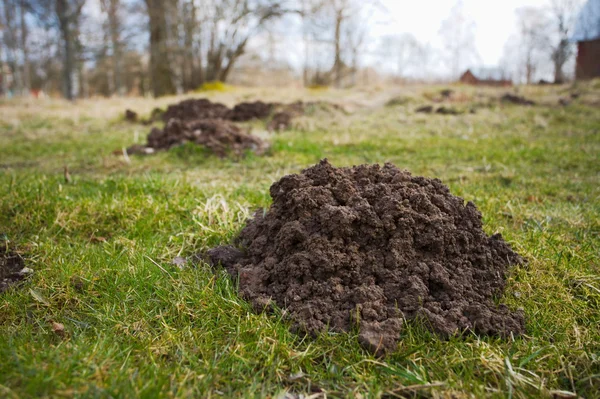 Maulwurfshügel in einer ländlichen Landschaft lizenzfreie Stockfotos