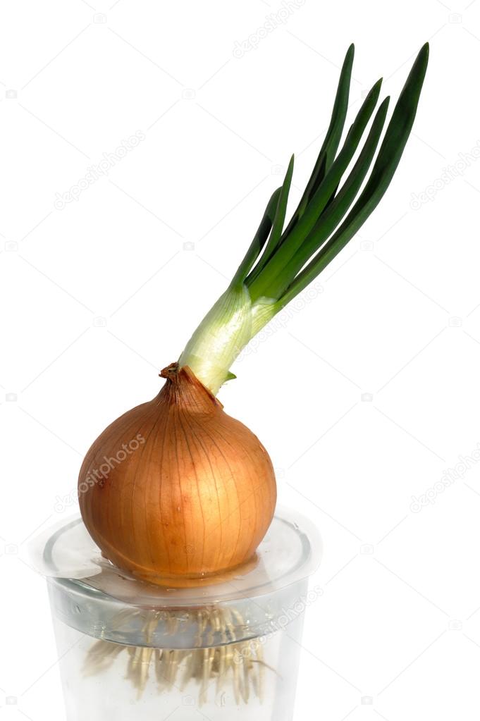 Onion with green sprouts