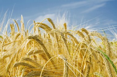 Arpa kulakları zemin görünümü