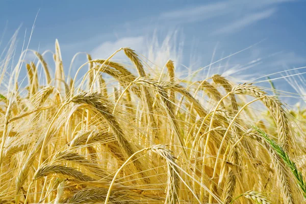 Gerste Ähren Bodenblick — Stockfoto