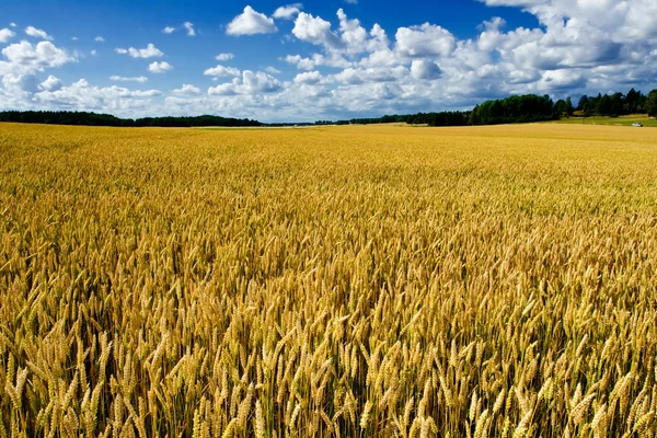 熟した小麦畑成熟的小麦字段 — 图库照片