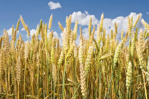 Steli di grano maturi e orecchie primo piano contro il cielo blu — Foto Stock