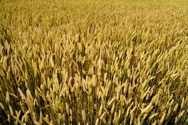 Tarwe gezichtsveld van bovenaf — Stockfoto