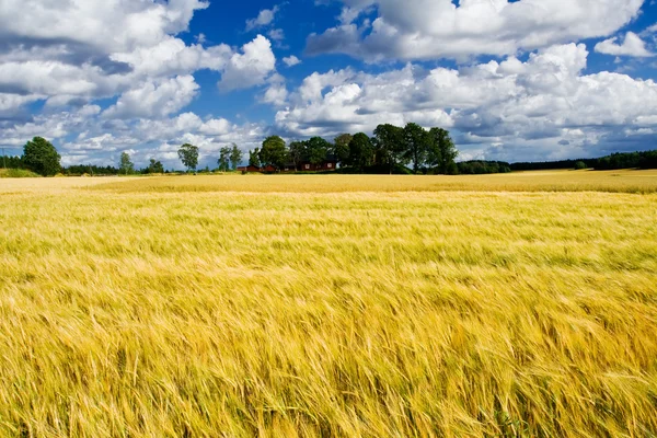 Campo de cevada madura com uma casa de agricultores — Fotografia de Stock