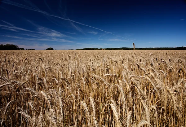 Weizenfeld — Stockfoto