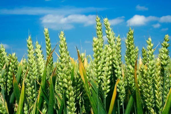 Orecchie di grano primo piano — Foto Stock