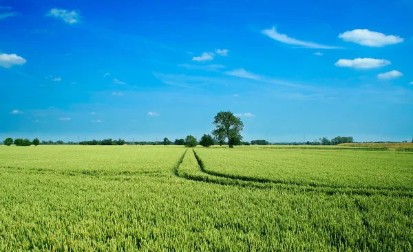 Paisagem de campo de trigo — Fotografia de Stock