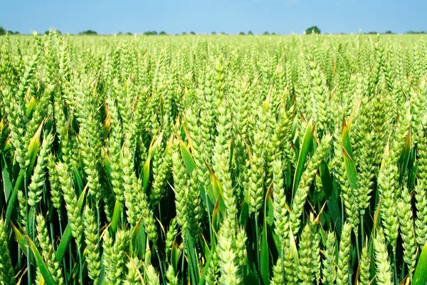 Пшеничные уши крупным планом — стоковое фото