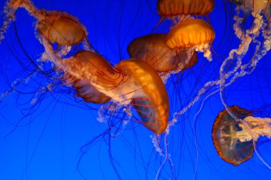 Deniz otu denizanası