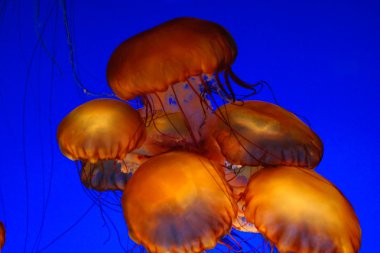 Sea nettle jellyfish clipart