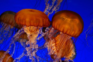 Sea nettle jellyfish clipart