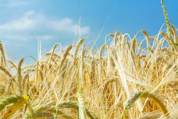 Gerste Ähren Bodenblick — Stockfoto