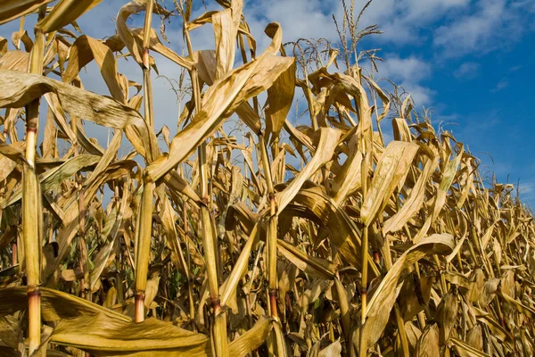 Steli di grano maturi e spighe — Foto Stock