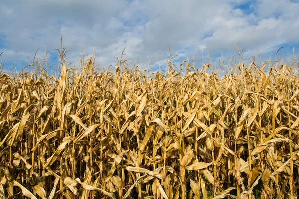 Rijp maïsveld — Stockfoto