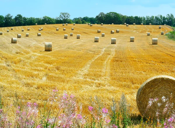 Campo de trigo colhido no sul da Suécia, perto de Kalmar — Fotografia de Stock