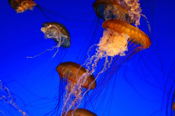 Medusas de ortiga marina —  Fotos de Stock