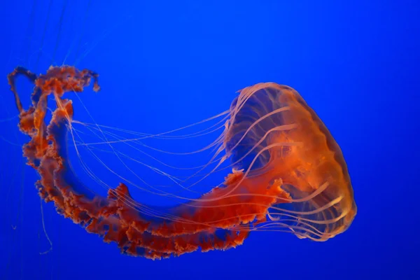 Medusas de urtigas marinhas — Fotografia de Stock