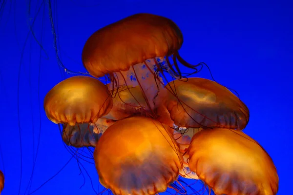 Medusas de urtigas marinhas — Fotografia de Stock