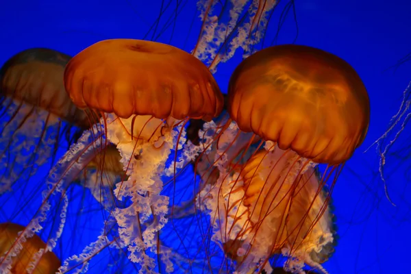 Medusas de urtigas marinhas — Fotografia de Stock