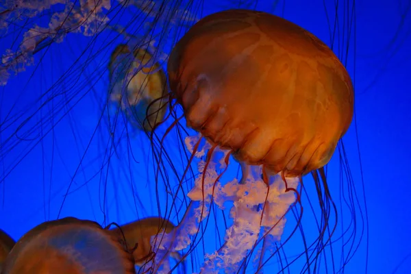 Sea nettle jellyfish — Stock Photo, Image