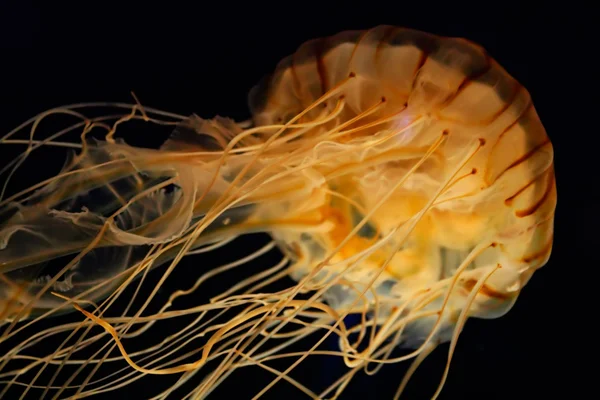 Medusas de ortiga marina —  Fotos de Stock